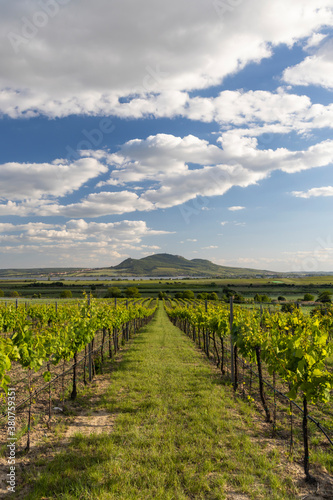 Spring vineyards under Palava near Sonberk, South Moravia, Czech Republic photo