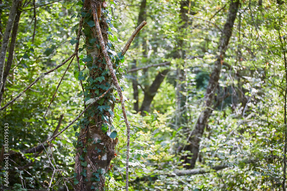 Fototapeta premium Bosque en Asturias