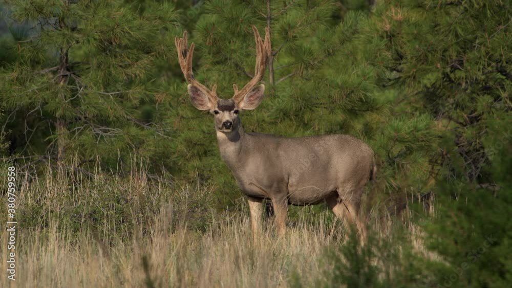 A large mule deer buck with huge velvet covered antlers feeds on leaves in Bandelier National Monument in New Mexico.