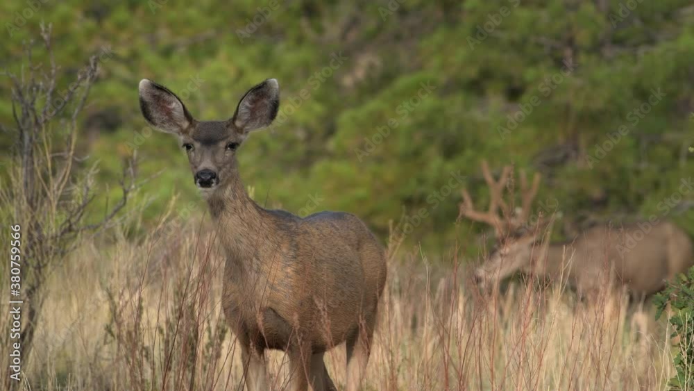 A female mule deer doe with bedroom eyes and big ears looks at camera while male buck feeds in background in Bandelier National Monument in New Mexico. A female mule deer doe with bedroom eyes and big ears looks at camera while male buck feeds in background in Bandelier National Monument in New Mexico.