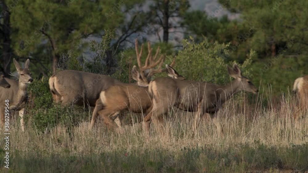Female mule deer does follow big male bucks in Bandelier National Monument in New Mexico. Hight quality 4K video. Female mule deer does follow big male bucks in Bandelier National Monument in New Mexico. Hight quality 4K video.