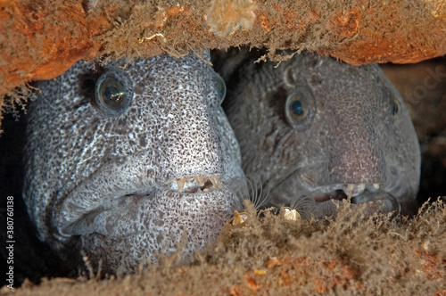 Anarrhichthys ocellatus, Wolf eel pair	 photo