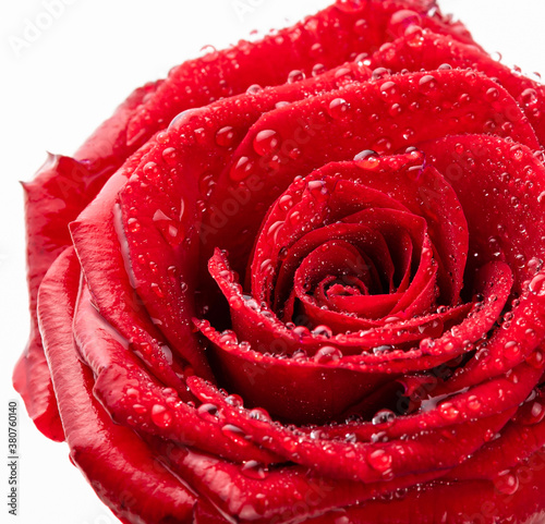 Red rose with dew drops. Isolate on white background