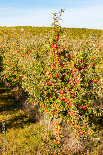 apples in autumn near Pulkau in Austria