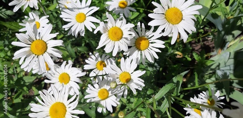 Sun lighted white daisies and green leaves of daisies