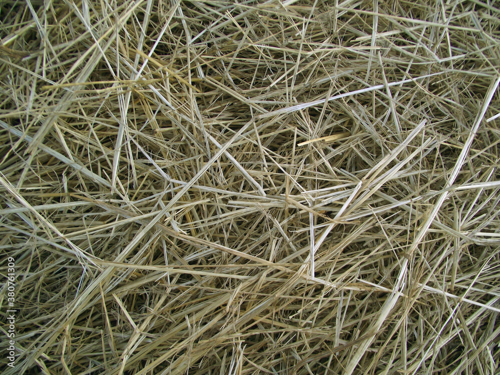 background of hay, dried stems of cut grass, close-up view