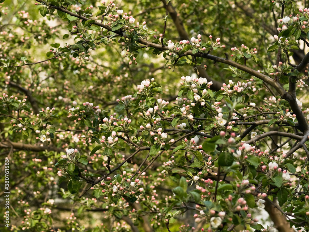 Flowering of a fruit tree in the spring Flowering of a fruit tree in the spring