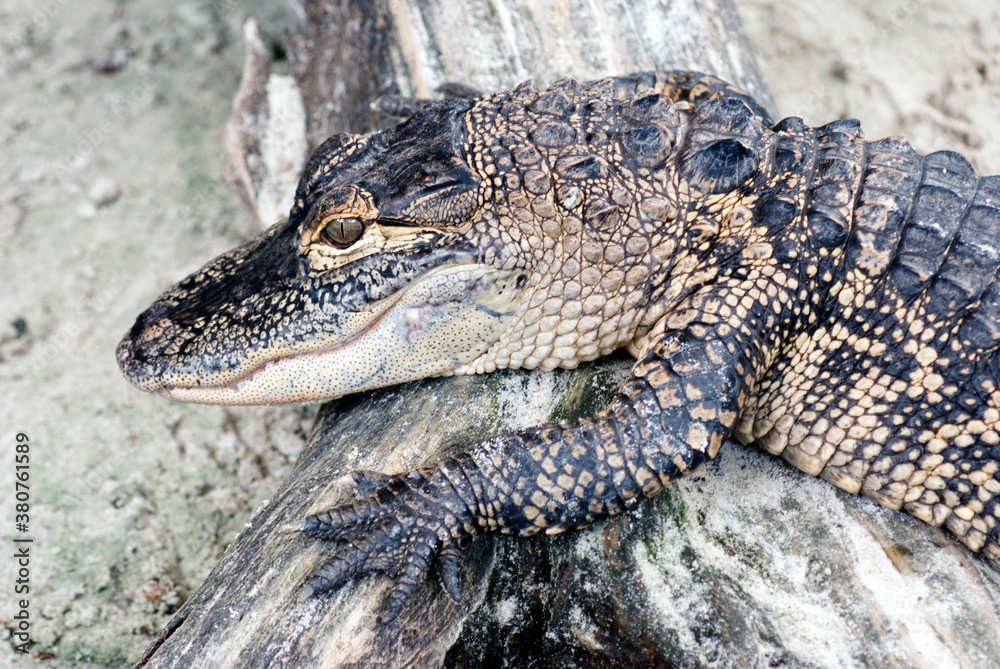 Obraz premium Young Alligator Close - Up