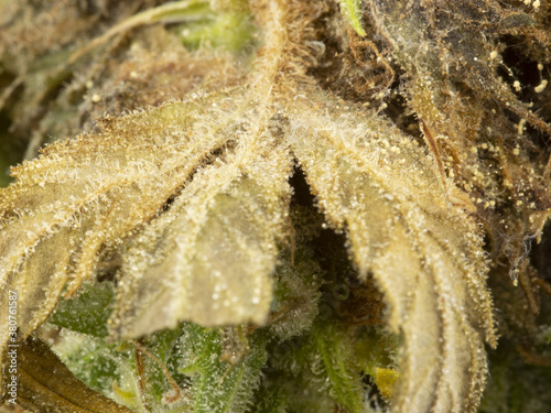 Macro photo of moldy CBD cannabis