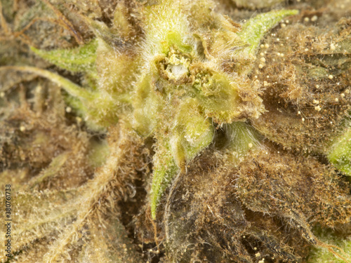 Macro photo of moldy CBD cannabis