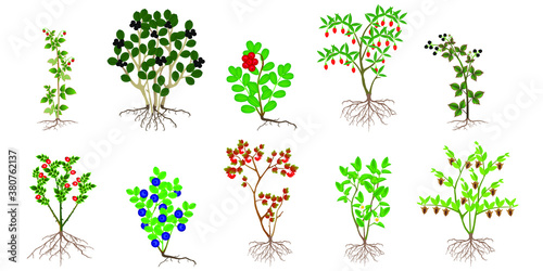 Set of bushes with berries on a white background. photo