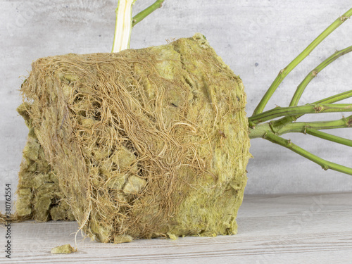 Cross section of root ball and stem of CBD hemp