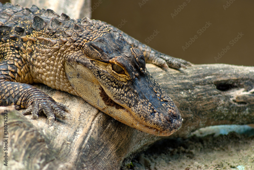 Fototapeta premium Young Alligator Close - Up