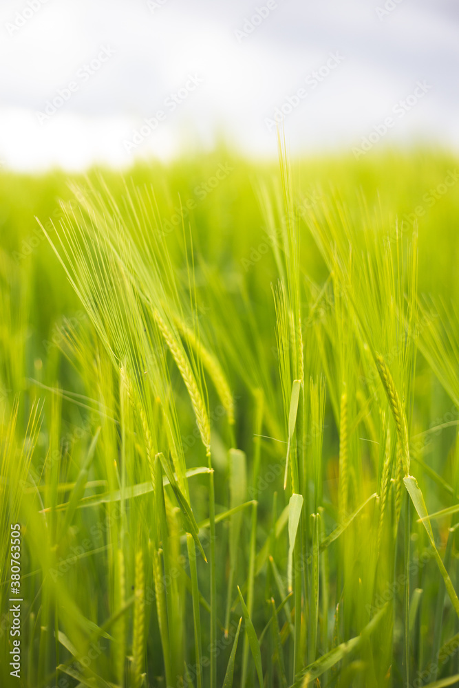Obraz premium green barley fields in spring