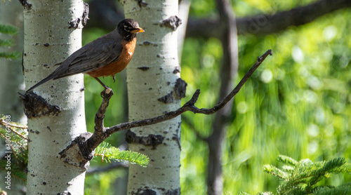 Robin standing on one leg on birch tree branch