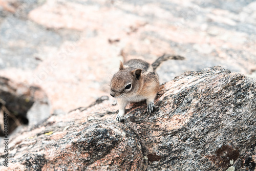 A cute Chipmunk runs about the Rocky Mountains outside of Denver Colorado