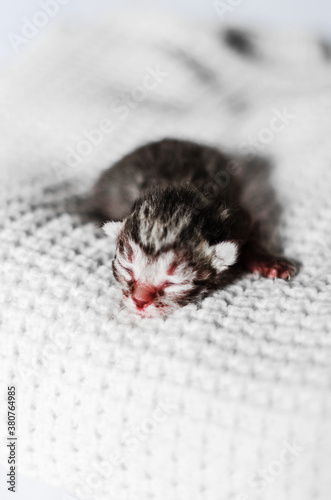 Newborn colorful kitten