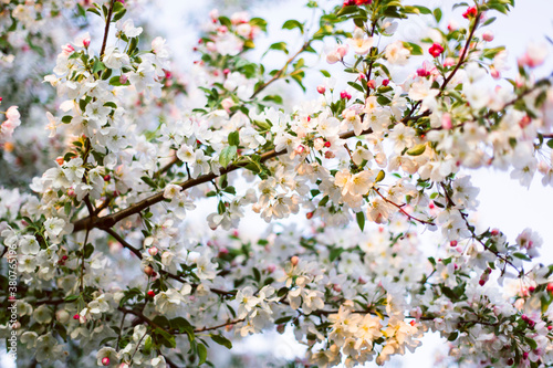 Beautiful white and pink blossoms of a budding crab apple tree. photo