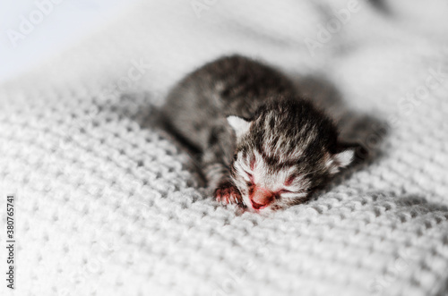 Newborn colorful kitten