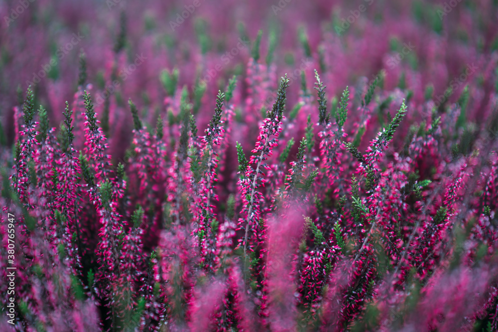 Obraz premium Plantas y flores de colores en invernadero