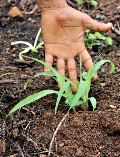 Farmer showing corn and bean crop (Milpa)
