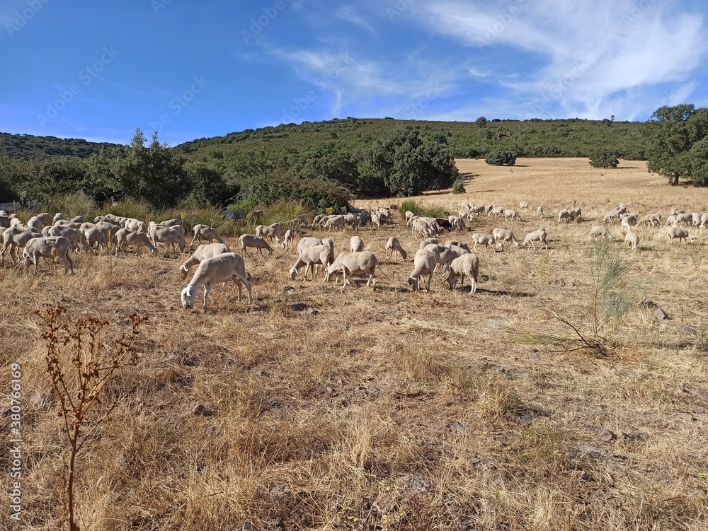 herd of sheep herd of sheep