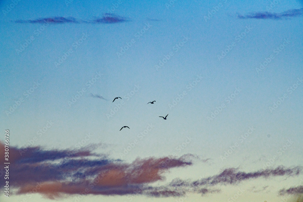 Fototapeta premium flock of birds