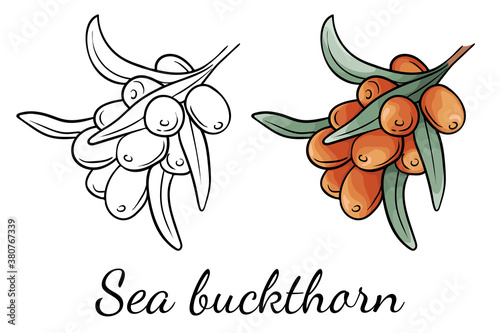 Sea buckthorn. Outline and cartoon vector. Isolated elements on white background. Color and black and white icon. Tea, oil, cream with sea buckthorn