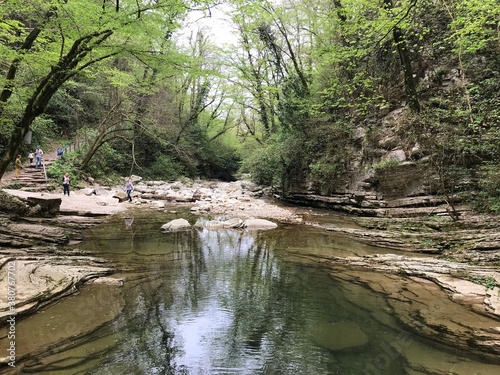 river in the forest