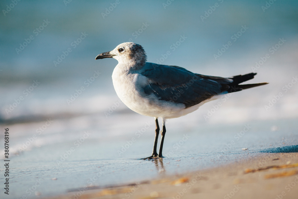 A seagull by the shore A seagull by the shore