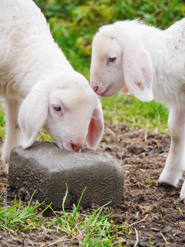 two lambs outside two lambs outside
