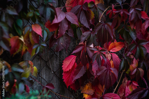autumn background, bright foliage on the fence,
