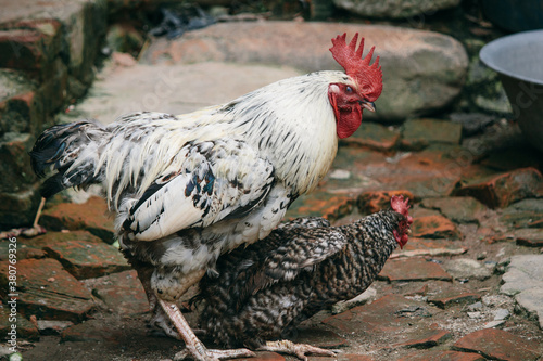 Rooster mating with hen photo