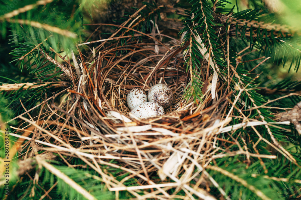 sparrow eggs in a nest sparrow eggs in a nest