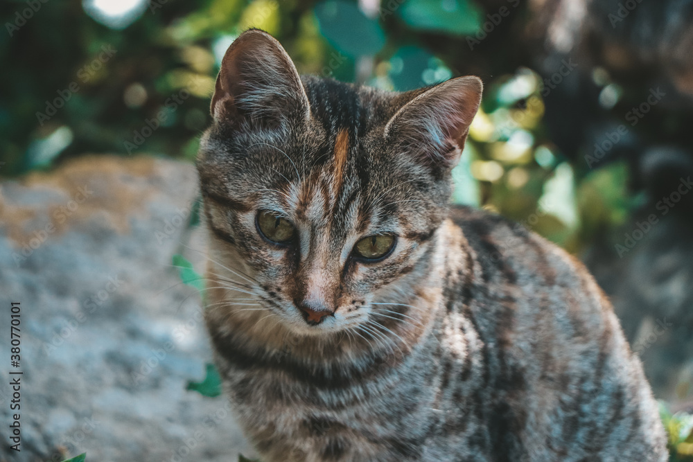 Close-up cat in the natural habitat Close-up cat in the natural habitat