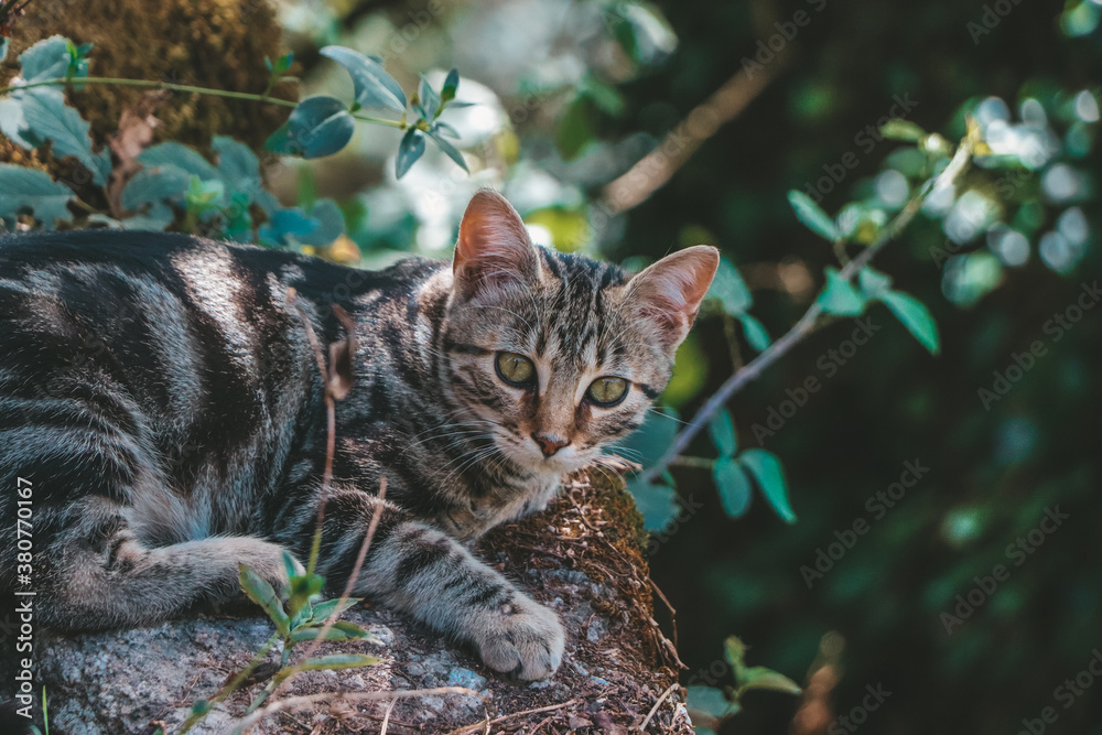 Close-up cat in the natural habitat