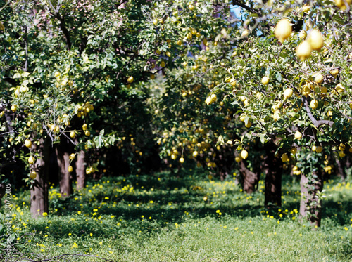 Lemon grove in Sorrento
