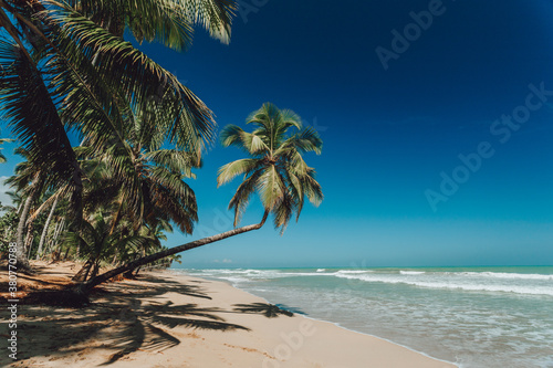Palm trees on the paradise beach with yellow sand, big waves and blue water of Atlantic Ocean, Las Terrenas, Samana, Dominican Republic 