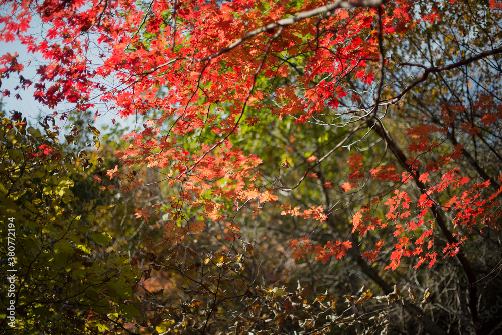 Colorful fall foliage Colorful fall foliage