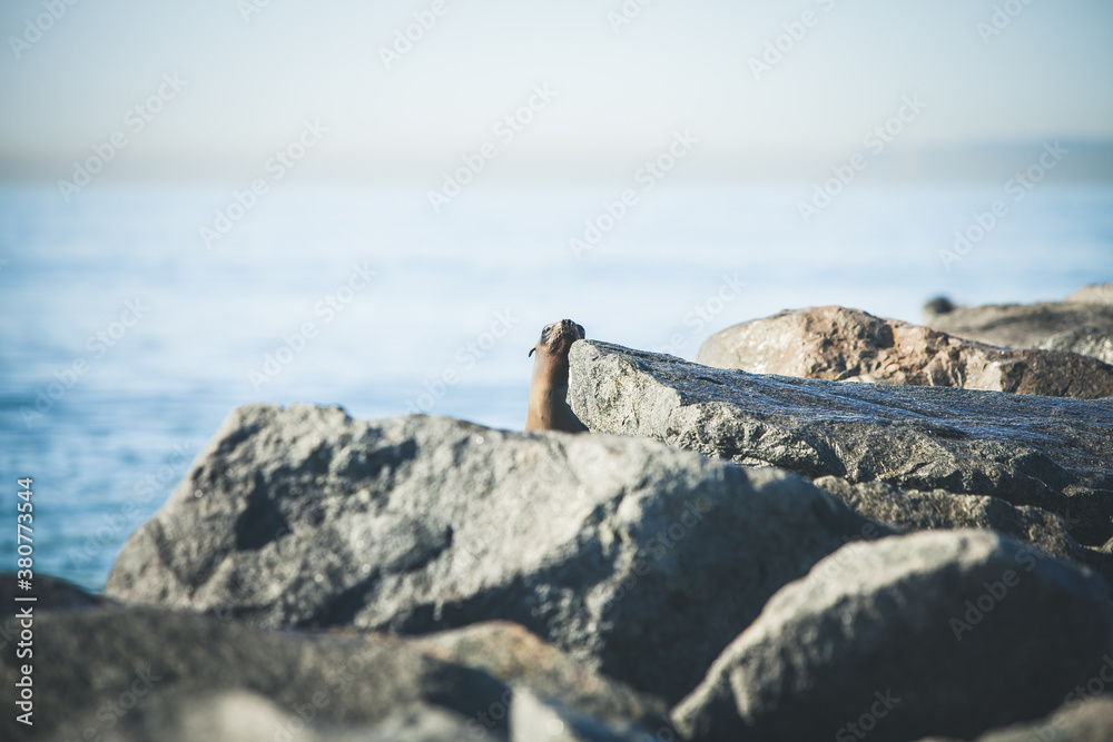 Seal on Jetty