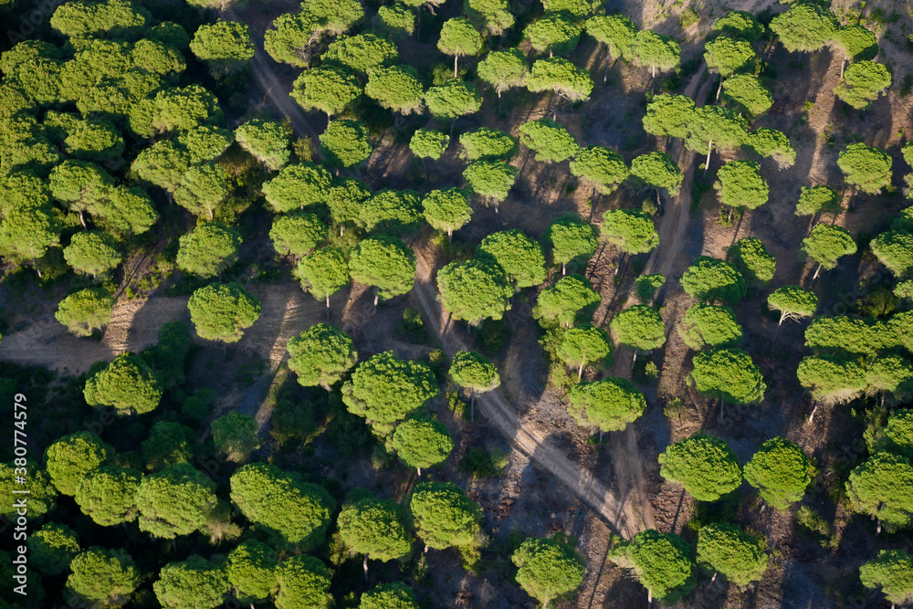 Aerial view of woodland Huelva Province, Spain Aerial view of woodland Huelva Province, Spain