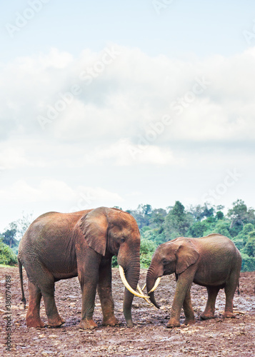 Father and son elephant photo