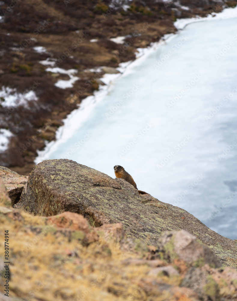 A Marmot peaks his head out from a rock in the frozen alpine climate of the Rocky Mountains in Colorado A Marmot peaks his head out from a rock in the frozen alpine climate of the Rocky Mountains in Colorado
