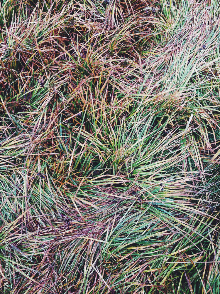 Close up up of grasses in alpine meadow Close up up of grasses in alpine meadow