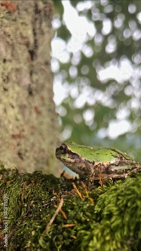 Frog on moss in Japan