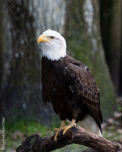 Bald Eagle Stock Photos. Bald Eagle perched on a log displaying brown feathers plumage, white head, beak, talons, with blur background in its habitat and environment. Image. Picture. Portrait.
