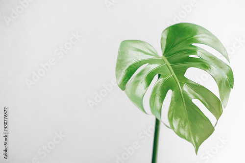 Young philodendron leaf