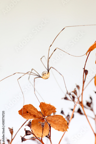 Harvestman spider on a dried hydrangea flower photo