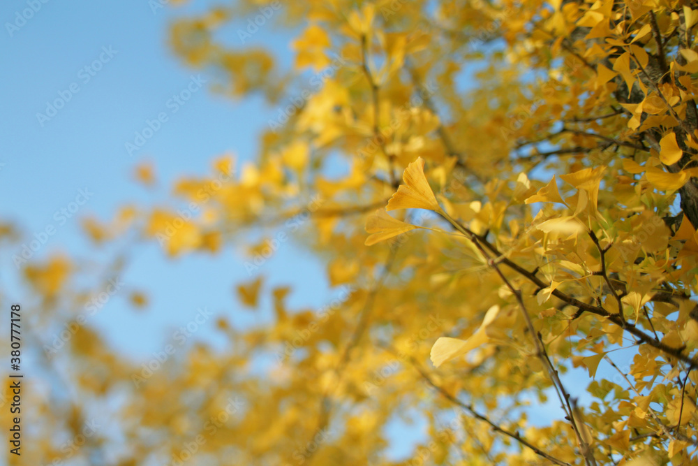Vibrant Yellow Ginkgo Biloba Tree Leaves On A Clear Autumn Afternoon Vibrant Yellow Ginkgo Biloba Tree Leaves On A Clear Autumn Afternoon