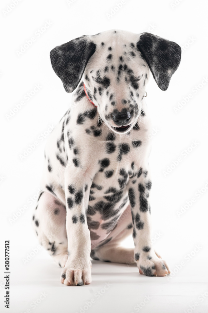 puppy dalmatian sitting with closed eyes on white background